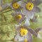 YR02000 romania flori flora circulat 1964 RPR