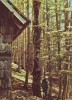 R1826 Sinaia Piscul Cainelui circulat 1963 RPR