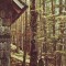 R1826 Sinaia Piscul Cainelui circulat 1963 RPR