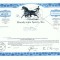 189 Certificat actiuni SUA - perforat -pentru colectionari