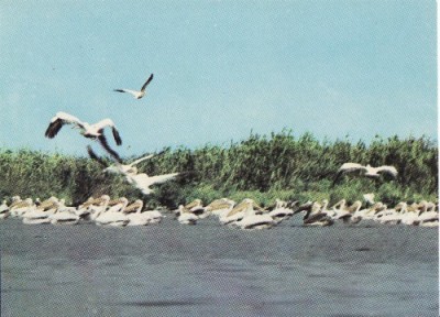 Animale-Pasari din Delta Dunarii (Tulcea) - Vedere 4 foto