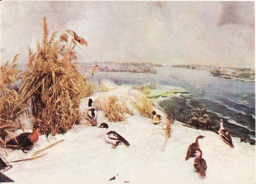 Animale din Delta Dunarii (Tulcea) - Insula Sachalin-Diorama 2