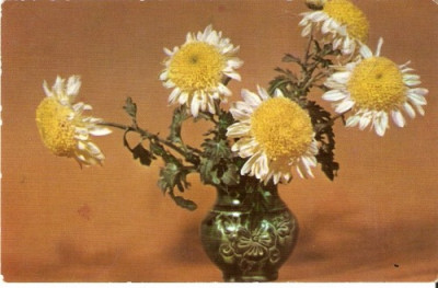 YR02504 Crizanteme margarete flori flora vas de ceramica necirculat RPR foto