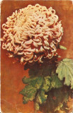 YR02514 Crizantemaflora flori plante de gradina necirculat RPR