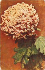YR02514 Crizantemaflora flori plante de gradina necirculat RPR