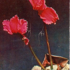 YR02515 cyclame flori flora plante de ghiveci necirculat RPR