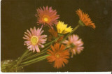 YR02521 Gherbera flori flora plante de gradina circulat 1965 RPR