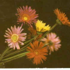 YR02521 Gherbera flori flora plante de gradina circulat 1965 RPR