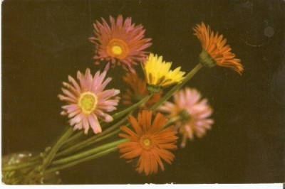 YR02521 Gherbera flori flora plante de gradina circulat 1965 RPR foto