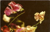 YR02523 Flori de gradina flora circulat 1966 RPR