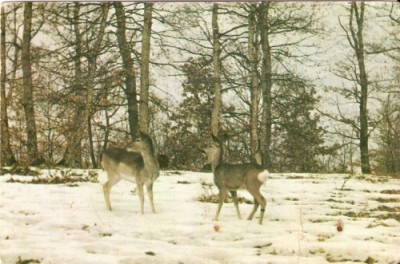 R2543 Caprioare in padure Vanatoare circulat 1965 foto