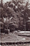 R3001 Buzias Parcul circulat 1961 RPR