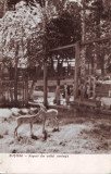 R2969 Busteni parcul zoologic circulat 1958 RPR
