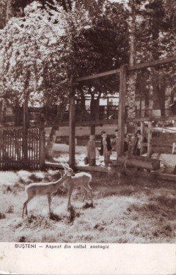 R2969 Busteni parcul zoologic circulat 1958 RPR foto