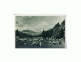 CP152-66 Muntii Bucegi -Valea Ialomitei -RPR -sepia-necirculata