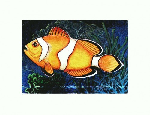 CP155-73 Peste de actinii(Amphiprion percula) -necirculata