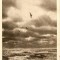 R492 Constanta Pescarusi circulat 1955 timbru dezlipit