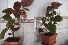 Plaman, plata de apartament sau gradina (Begonia lucernae) foto