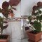 Plaman, plata de apartament sau gradina (Begonia lucernae)