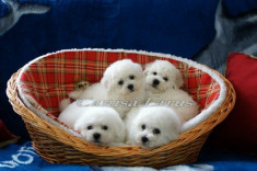 Vand pui Bichon Frise cu pedigree foto