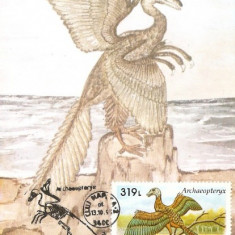 M27 Ilustrata maxima ARCHAEOPTERYX