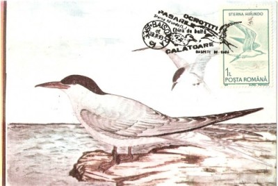 M29 Ilustrata maxima STERNA HIRUNDO foto