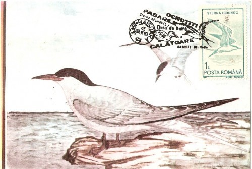 M29 Ilustrata maxima STERNA HIRUNDO M29 Ilustrata maxima STERNA HIRUNDO