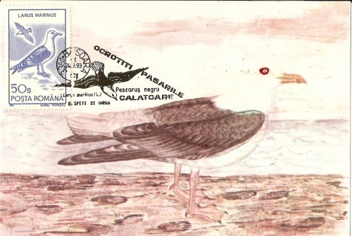 M28 Ilustrata maxima LAURUS MARINUS M28 Ilustrata maxima LAURUS MARINUS
