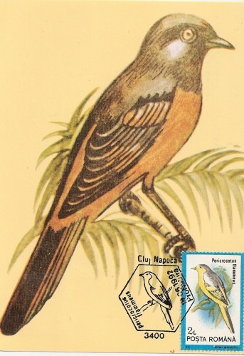 M38 Ilustrata maxima PERICROCOTUS FLAMMEUS M38 Ilustrata maxima PERICROCOTUS FLAMMEUS