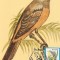 M38 Ilustrata maxima PERICROCOTUS FLAMMEUS