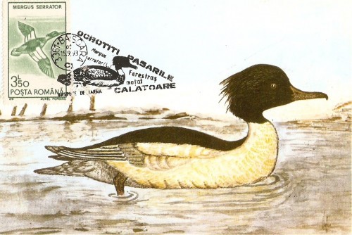 M32 Ilustrata maxima Pasari Mergus merganser M32 Ilustrata maxima Pasari Mergus merganser