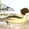 M32 Ilustrata maxima Pasari Mergus merganser