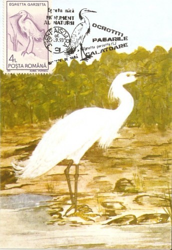 M33 Ilustrata maxima Pasari Egretta garzetta M33 Ilustrata maxima Pasari Egretta garzetta
