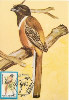 M63 Ilustrata maxima PASARI Harpactes fasciatus foto