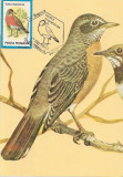 M50 Ilustrata maxima PASARI Turdus migratorius