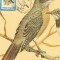 M50 Ilustrata maxima PASARI Turdus migratorius