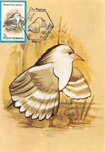 M63 Ilustrata maxima PASARI Rhynochetos jubatus M63 Ilustrata maxima PASARI Rhynochetos jubatus