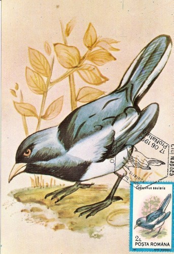 M48 Ilustrata maxima PASARI Copsychus saularis M48 Ilustrata maxima PASARI Copsychus saularis
