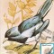 M48 Ilustrata maxima PASARI Copsychus saularis