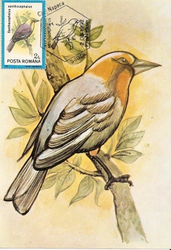 M43 Ilustrata maxima PASARI Xanthocephalus xanthocephalus