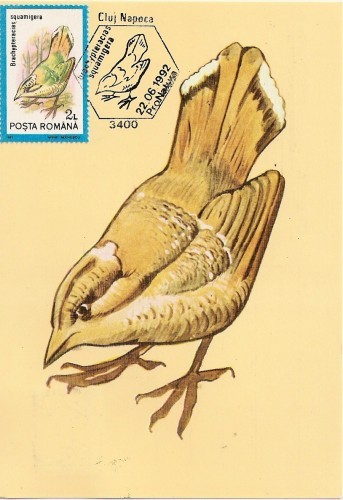 M41 Ilustrata maxima PASARI Brachypteracias squamigera M41 Ilustrata maxima PASARI Brachypteracias squamigera