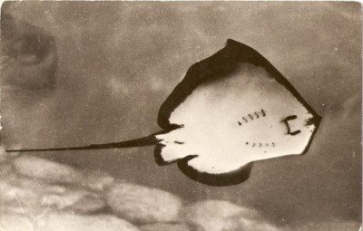 R3597 Constanta Pisica de mare circulat 1962 foto