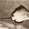 R3597 Constanta Pisica de mare circulat 1962