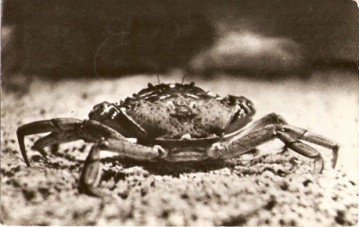 R3598 CONSTANTA Crabul de mare CIRCULAT 1962 foto