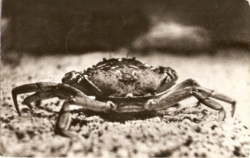 R3598 CONSTANTA Crabul de mare CIRCULAT 1962