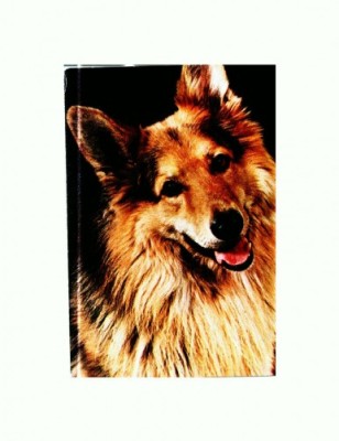 CP01 Tema canina foto