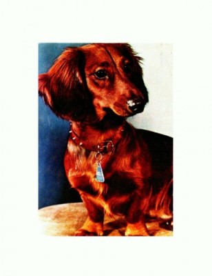 CP04 Tema canina foto