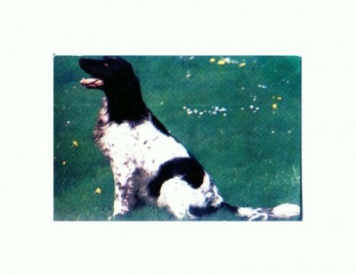 CP06 Tema canina foto