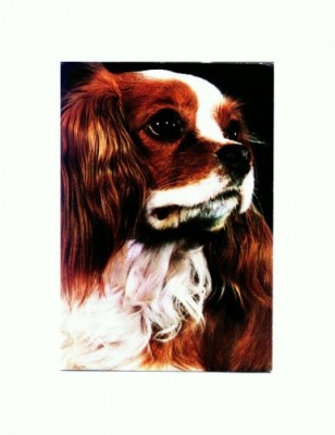 CP10 Tema canina foto