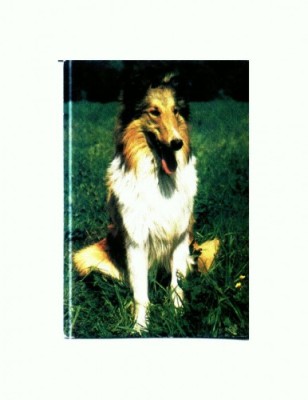 CP13 Tema canina foto